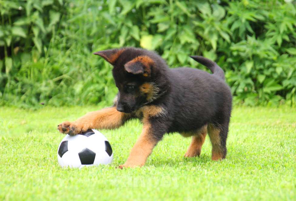 Собаки в других городах Московской области: Щенки Немецкой овчарки РКФ Мальчик, 60 000 руб. - фото 6