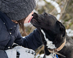 Собаки в Москве: Джек Мальчик, Бесплатно - фото 1