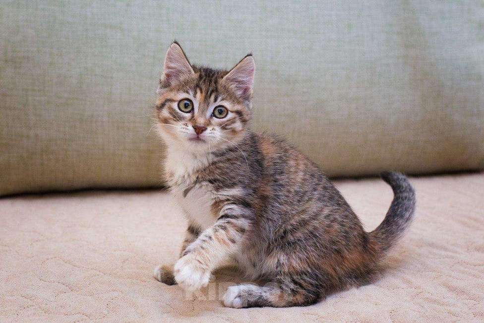 Кошки в Москве: Котёнок Пачуля в добрые руки  Девочка, Бесплатно - фото 4