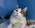 Кошки в Москве: Котик Фелечка из Ташкента ищет свой дом Мальчик, 1 000 руб. - фото 1