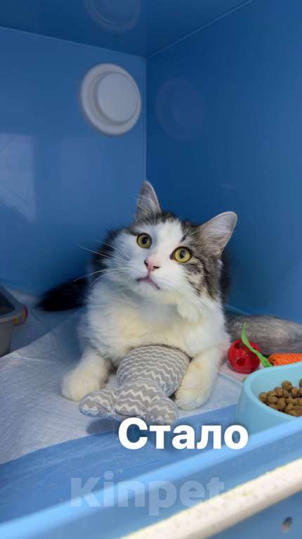 Кошки в Москве: Котик Фелечка из Ташкента ищет свой дом Мальчик, 1 000 руб. - фото 1