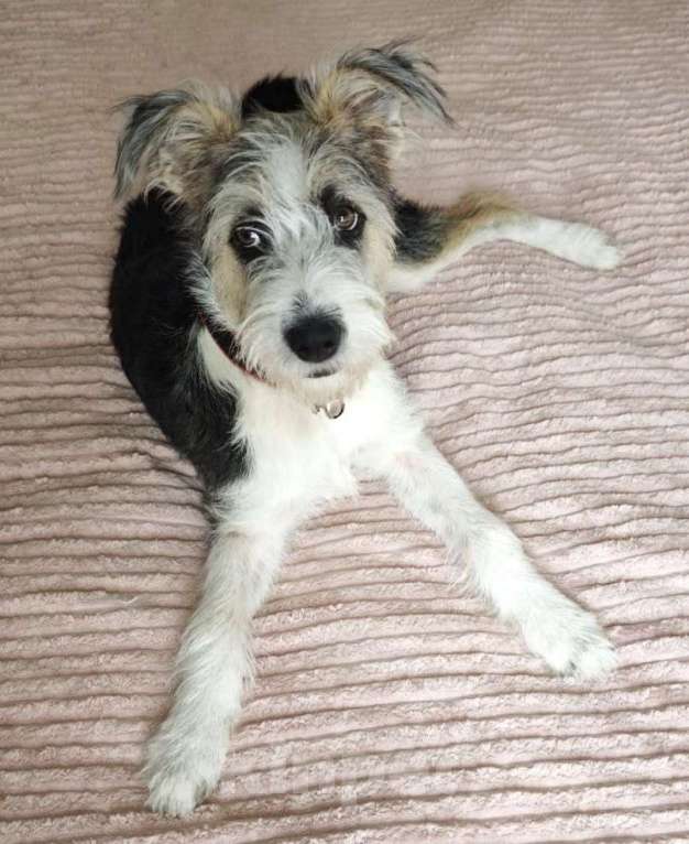 Собаки в Долгопрудном: Нежный бородатик ищет дом Девочка, Бесплатно - фото 3