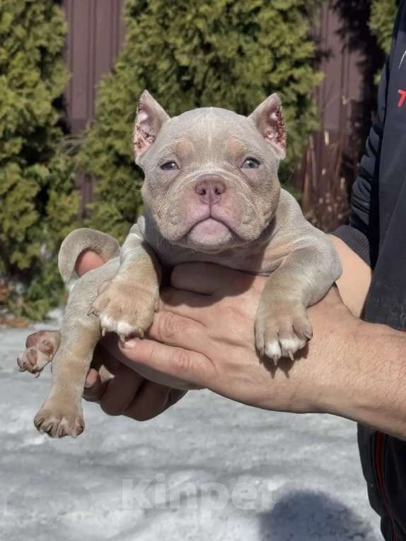 Собаки в Москве: Американский булли девочка Девочка, 80 000 руб. - фото 3