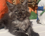 Кошки в Санкт-Петербурге: Котик мейн кун чёрный дымный Мальчик, 40 000 руб. - фото 3