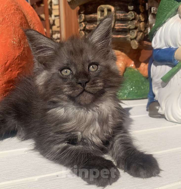 Кошки в Санкт-Петербурге: Котик мейн кун чёрный дымный Мальчик, 40 000 руб. - фото 3