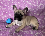 Собаки в Санкт-Петербурге: Французский бульдог щенки Мальчик, Бесплатно - фото 1