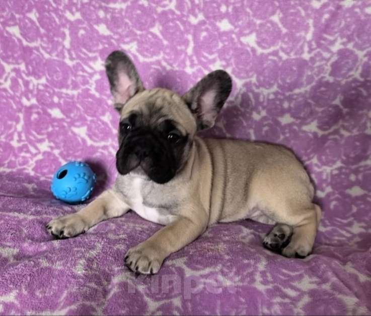 Собаки в Санкт-Петербурге: Французский бульдог щенки Мальчик, Бесплатно - фото 1