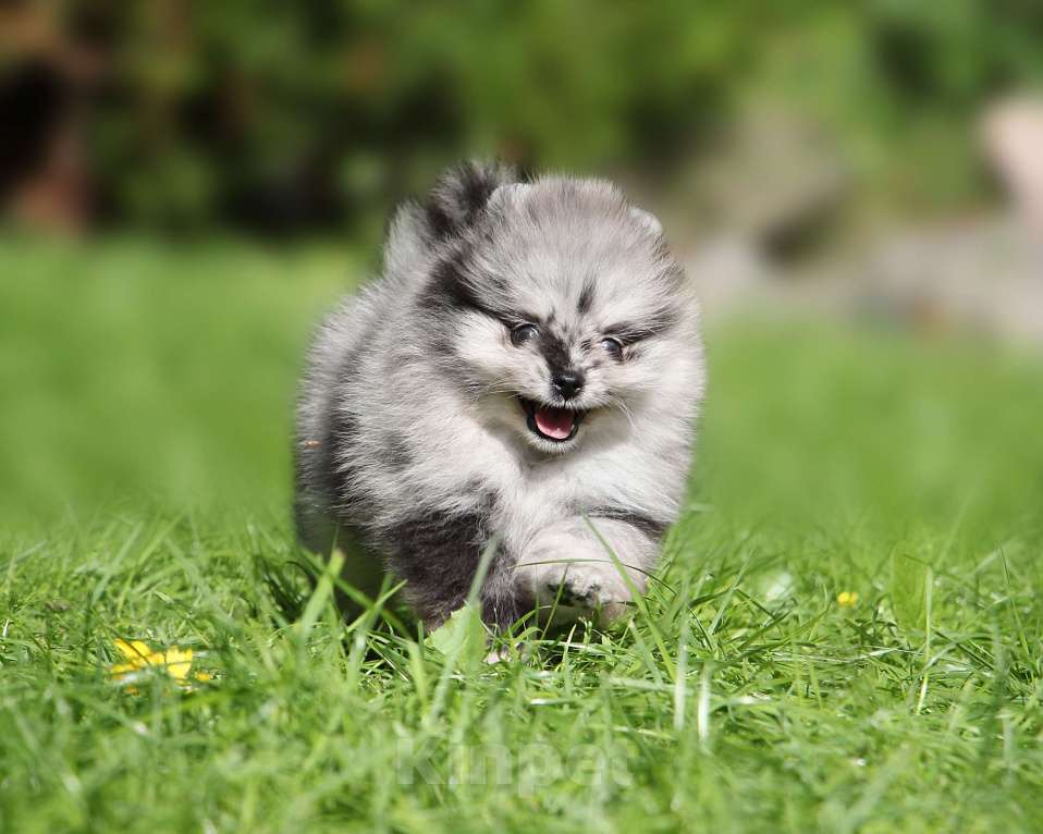 Собаки в Москве: Мраморный мальчик Мальчик, 60 000 руб. - фото 3