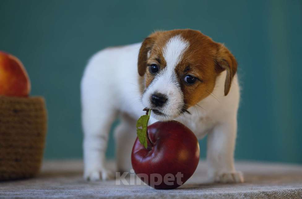 Собаки в Калининграде: Щенок джек рассел терьера Девочка, 60 000 руб. - фото 5
