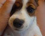Собаки в Уфе: Джек-рассел-терьер щенок Мальчик, Бесплатно - фото 1