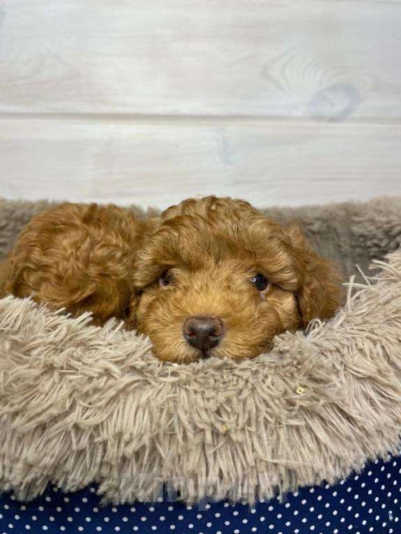 Собаки в Москве: Той-пудель щенки Девочка, 50 000 руб. - фото 4