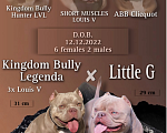 Собаки в Краснодаре: Американский булли щенок Девочка, 90 000 руб. - фото 1
