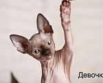 Кошки в других городах Московской области: Продаю котят канадского сфинкса Девочка, 25 000 руб. - фото 2