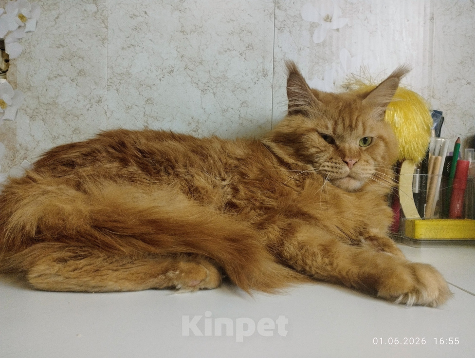 Кошки в Вышнем Волочке: 🔥 СВОБОДЕН! ШИКАРНЫЙ КОТ МЕЙН КУН КРАСНЫЙ СОЛИД Мальчик, 25 000 руб. - фото 2