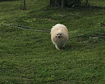 Собаки в Твери: Померанец, 1 руб. - фото 7