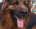 Собаки в Чехове: Черные и чепрачные кобели для вязки, Бесплатно - фото 2