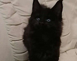 Кошки в Хасавюрте: Чёрный мейн-кун, 10 000 руб. - фото 2