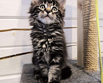 Кошки в Собинке: Котята Мейн-кун, 15 000 руб. - фото 1