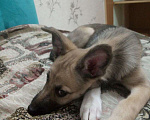 Собаки в Перми: Щенок лайки бесплатно Девочка, Бесплатно - фото 2