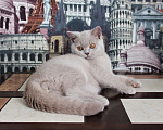 Кошки в Ульяновске: Британский котенок Мальчик, 25 000 руб. - фото 5