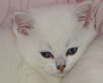 Кошки в Санкт-Петербурге: Шотландский плюшевый котик Платон! Мальчик, 30 000 руб. - фото 1