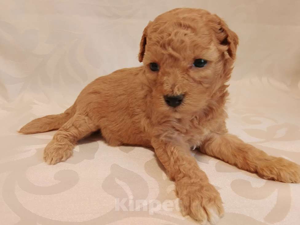 Собаки в Шахте: Щенки пуделя миниатюра. Разнополые, 45 000 руб. - фото 8