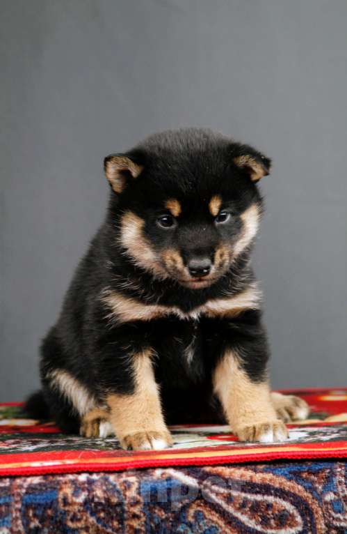 Собаки в других городах Ленинградской области: Отличные породистые щенки Девочка, Бесплатно - фото 3