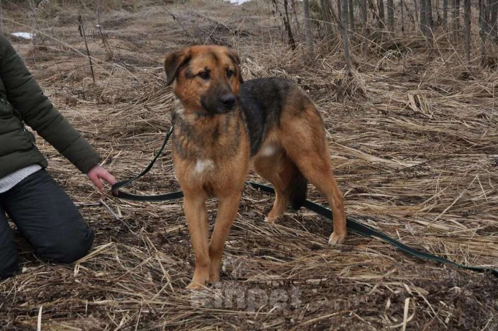 Собаки в Ногинске: Квейл ждет свою семью в приюте Мальчик, Бесплатно - фото 2