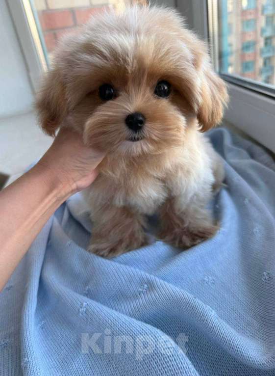 Собаки в Москве: Щенки Мальтипу микро ф1 из Китая  Девочка, Бесплатно - фото 9
