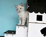 Кошки в Москве: Синеглазый сибирский котик Мальчик, Бесплатно - фото 7