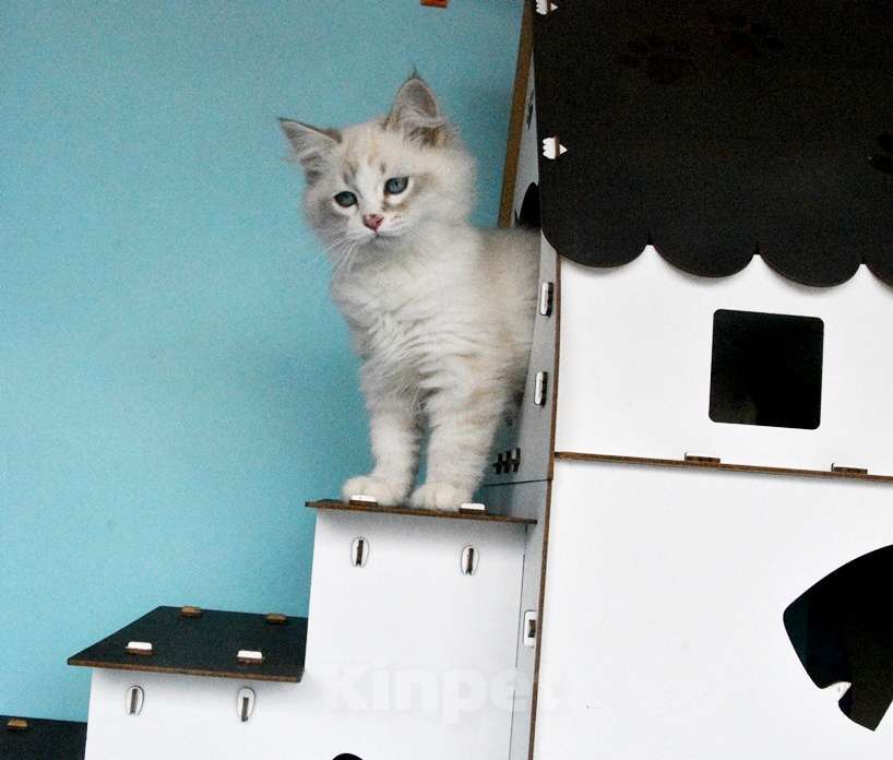 Кошки в Москве: Синеглазый сибирский котик Мальчик, Бесплатно - фото 7