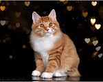 Кошки в Краснодаре: Курильский бобтейл Мальчик, 35 000 руб. - фото 1