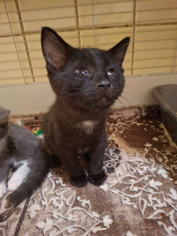 Кошки в Москве: Особенные котята ищут дом Разнополые, Бесплатно - фото 4