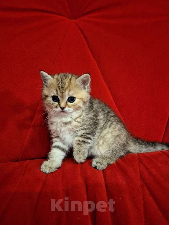 Кошки в Москве: Шотландский котенок  Девочка, 15 000 руб. - фото 2