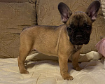 Собаки в Санкт-Петербурге: Шикарная девочка французского бульдога  Девочка, 40 000 руб. - фото 1