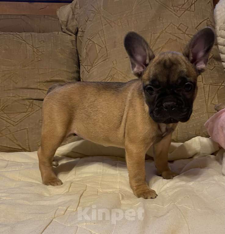 Собаки в Санкт-Петербурге: Шикарная девочка французского бульдога  Девочка, 40 000 руб. - фото 1