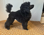 Собаки в Новороссийске: Чёрный той пудель Мальчик, Бесплатно - фото 4
