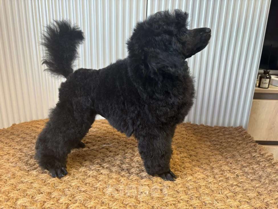 Собаки в Новороссийске: Чёрный той пудель Мальчик, Бесплатно - фото 4