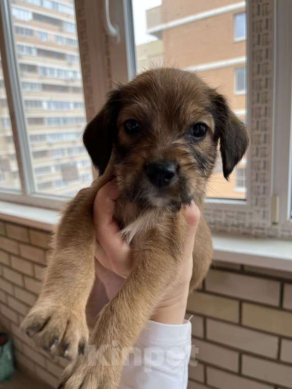 Собаки в Краснодаре: Щенок эстонской гончей  Девочка, 1 000 руб. - фото 2