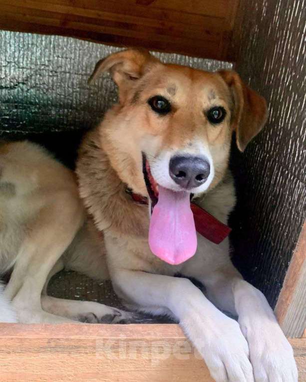 Собаки в Москве: Ладушку вернули хозяева после развода... Ей некуда идти Девочка, Бесплатно - фото 3