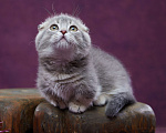 Кошки в Барнауле: Котик Юпитер💎 Мальчик, Бесплатно - фото 1
