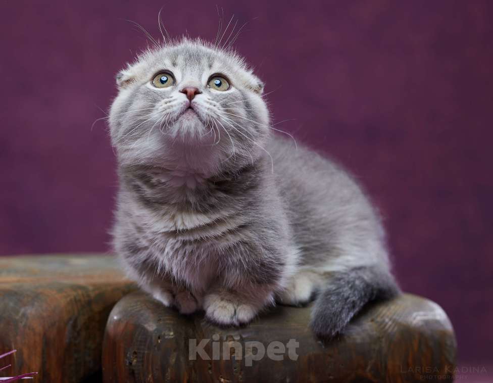 Кошки в Барнауле: Котик Юпитер💎 Мальчик, Бесплатно - фото 1