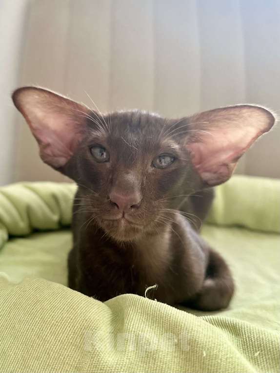 Кошки в Санкт-Петербурге: Котик шоколадного окраса Мальчик, Бесплатно - фото 7