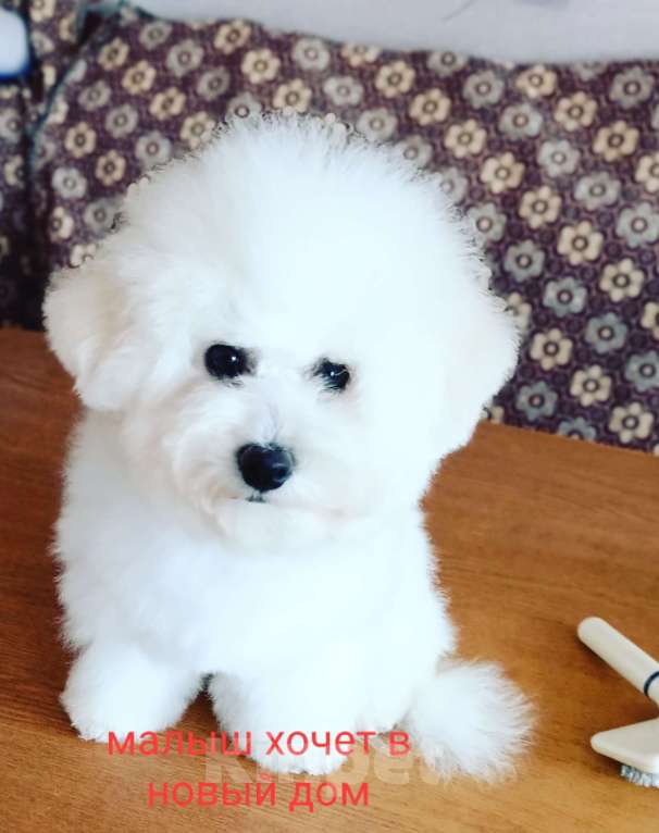 Собаки в Казани: Мальчик бишон Мальчик, Бесплатно - фото 1