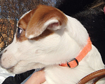 Собаки в Королеве: Щенок Джек Рассел  Девочка, 50 000 руб. - фото 10