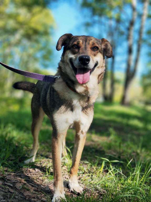 Собаки в Москве: Чаплин Мальчик, Бесплатно - фото 3