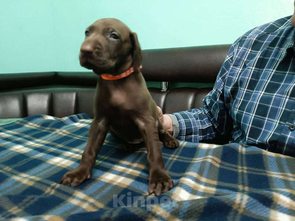 Собаки в Кореновске: Щенки породы курцхаар IZ DIZERLAND Девочка, 95 000 руб. - фото 5