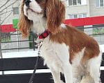Собаки в Рязани: Девушка кавалер кинг чарльз спаниель Девочка, 120 000 руб. - фото 2