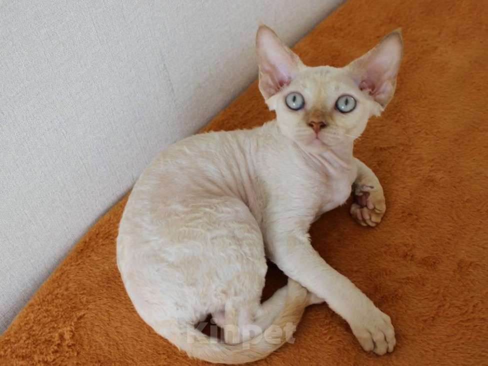 Кошки в Люберцах: Девочка девон рекс  Девочка, 65 000 руб. - фото 2