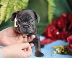 Собаки в Москве: щенки французкиого бульдога Мальчик, 50 000 руб. - фото 6